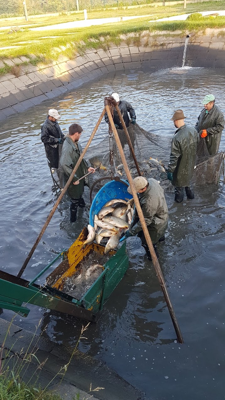 Fotogaléria 12.9.2019 - Preberanie a dovoz násady kapra z Hodonína (4) 12.9.2019 - Preberanie a dovoz násady kapra z Hodonína